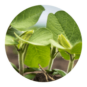 ingredient image
