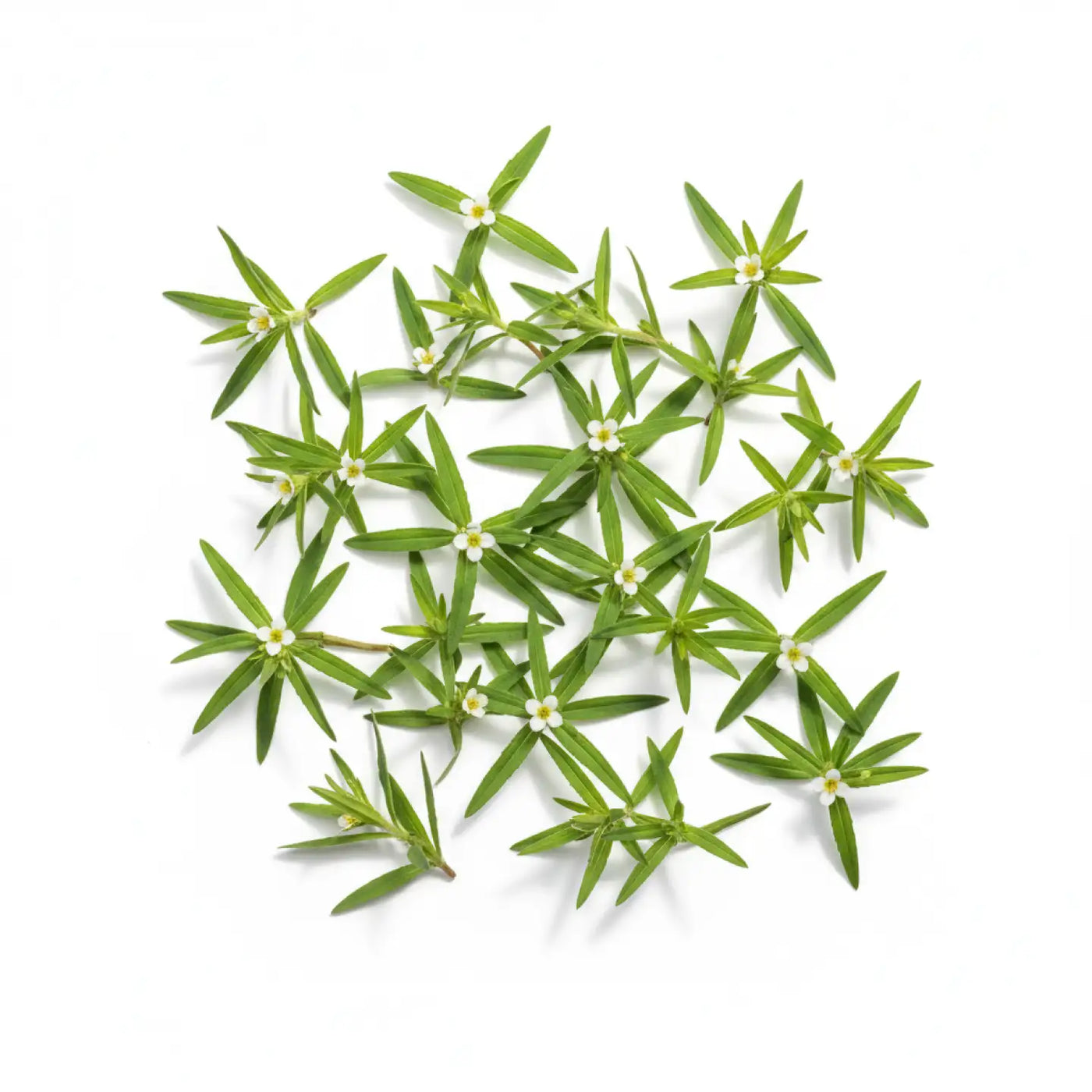 Vitasauri® - Kids Omega-3