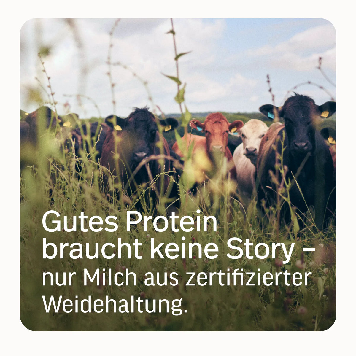 #Geschmacksrichtungen_Vanille / 500g