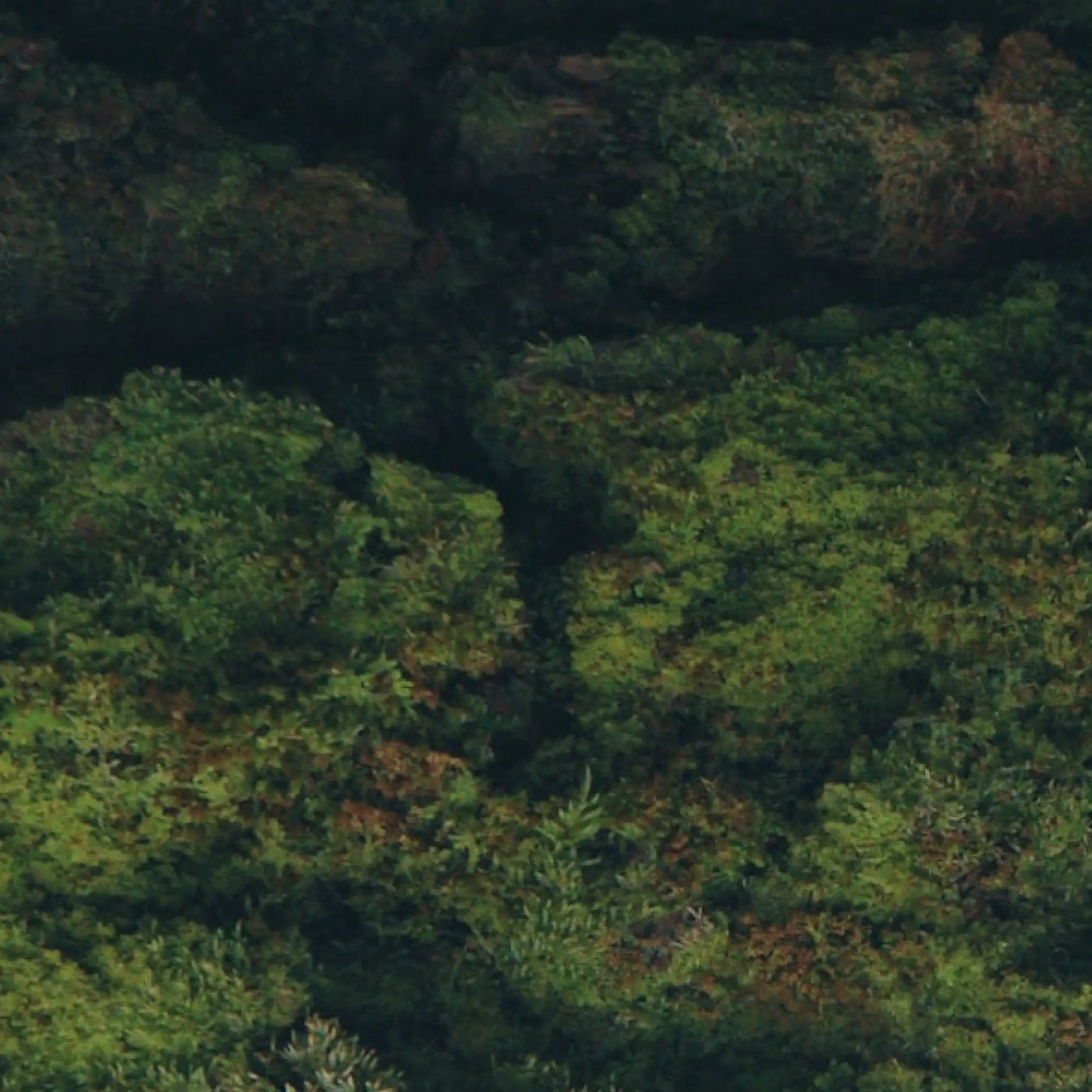 Chunky Protein Bar Chocolate Brownie