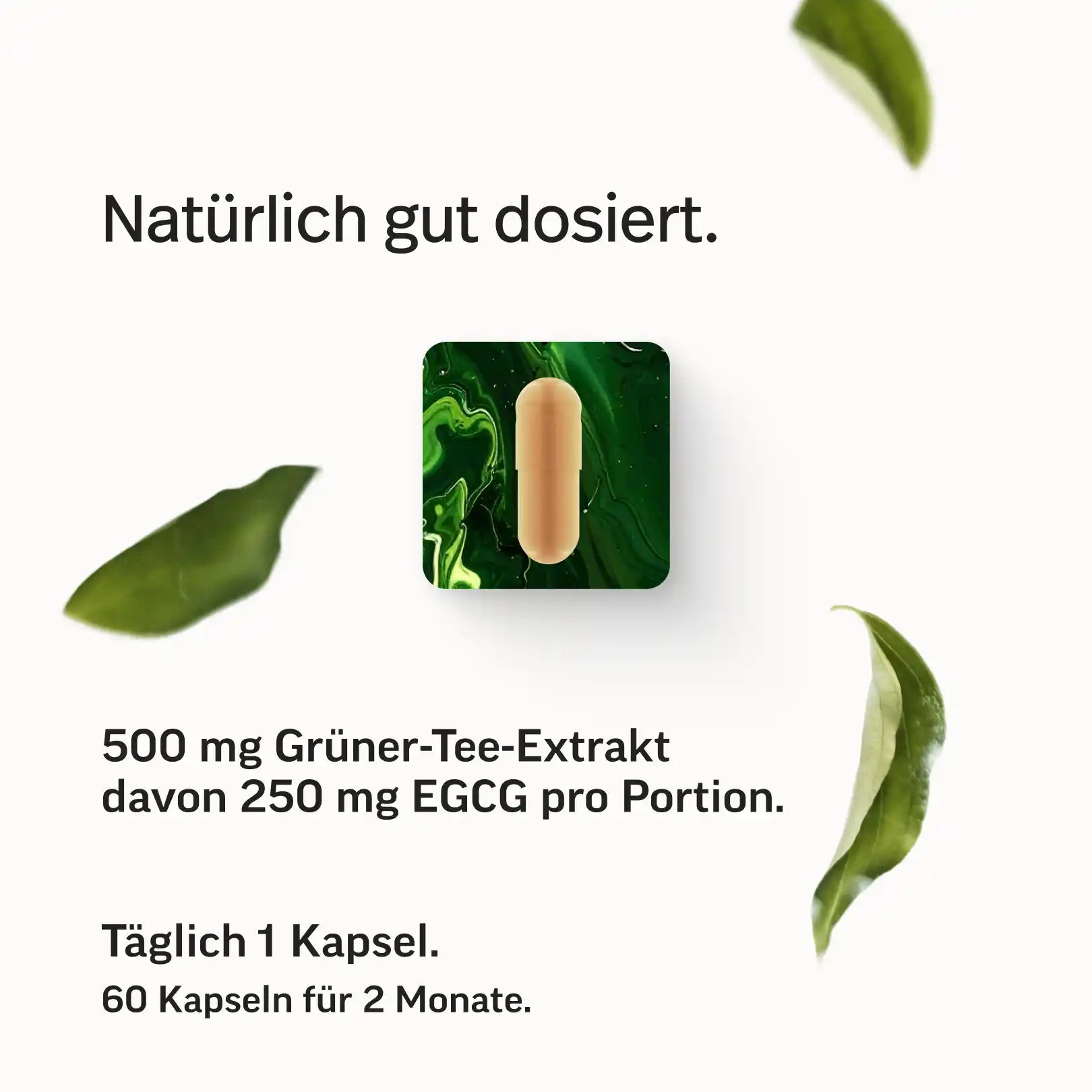 Grüntee-Extrakt Kapseln mit 50 % EGCG