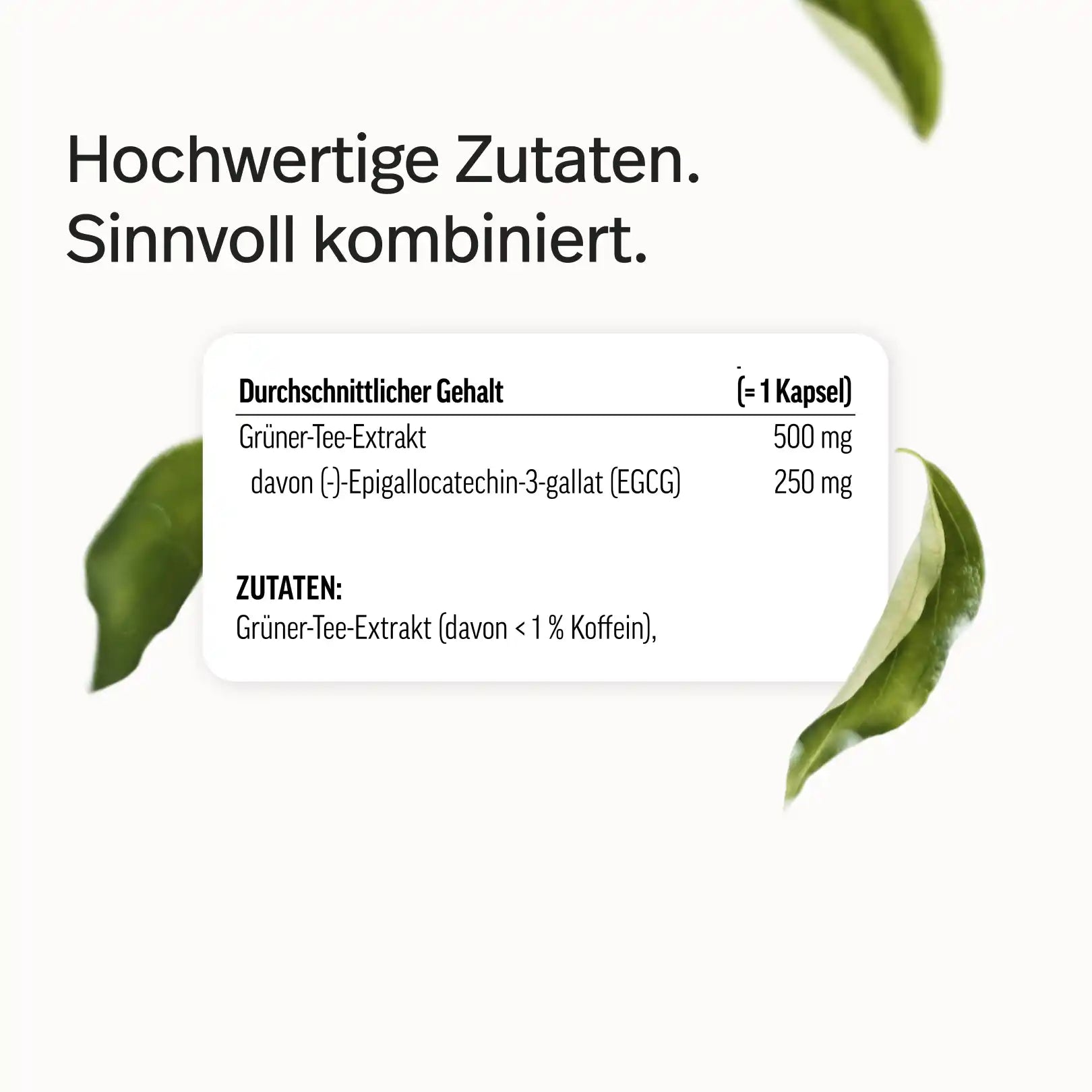 Grüntee-Extrakt Kapseln mit 50 % EGCG