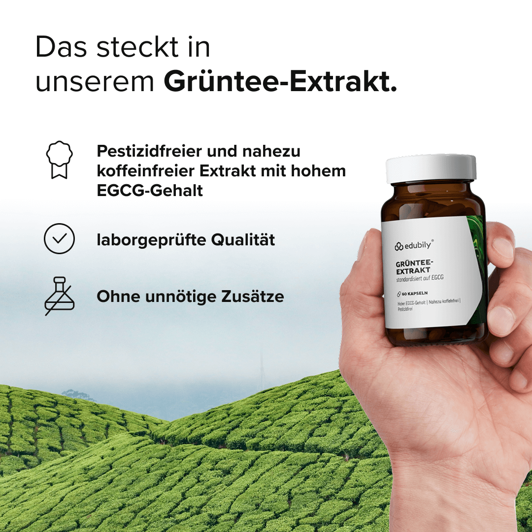 Grüntee-Extrakt Kapseln mit 50 % EGCG